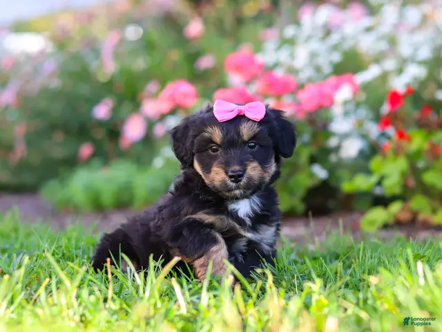 Mixed Breed dogs for sale: Maple - Ad 1