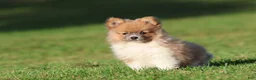 Pomeranian dogs for sale: Tiny Tim - Ad 3