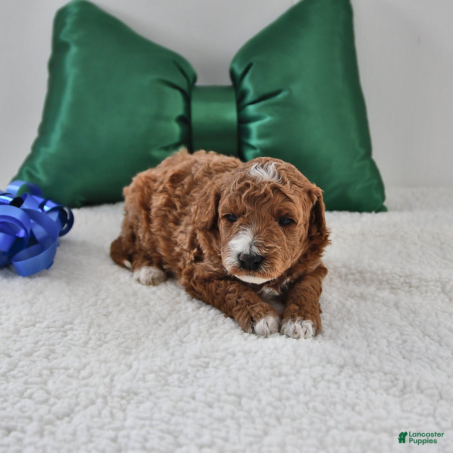 Mini Goldendoodle dogs Freddie - Ad 29