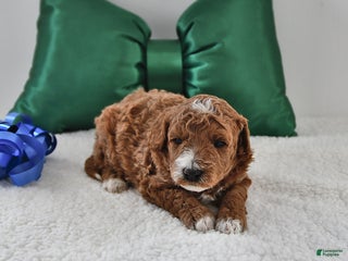 Mini Goldendoodle dogs Freddie - Ad 2