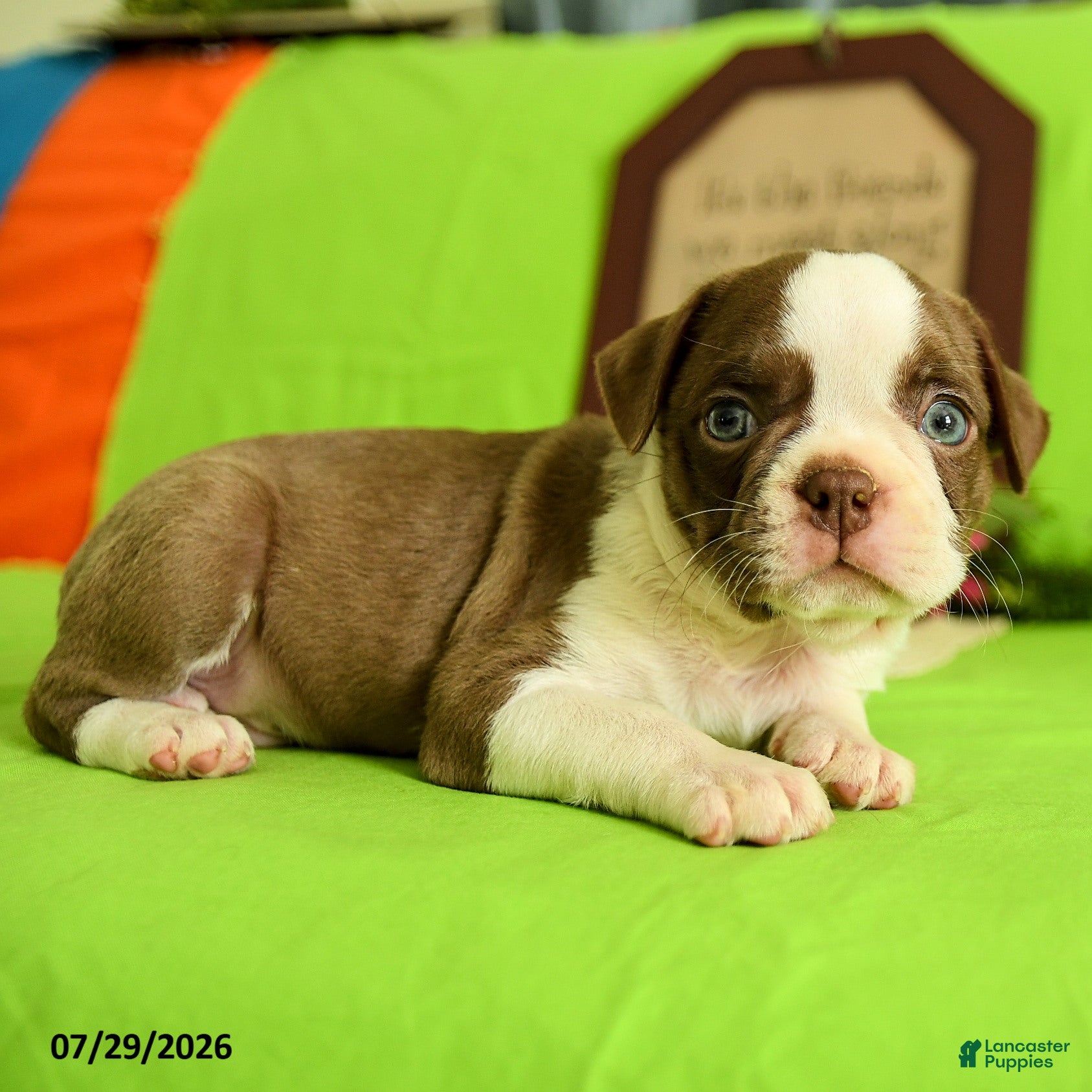 Boston Terrier dogs Zeke - Ad 2