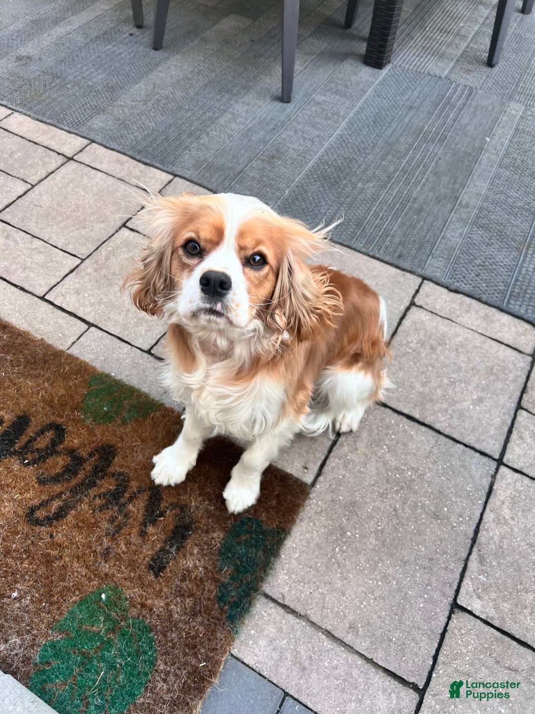 Gallery Image {{count}}