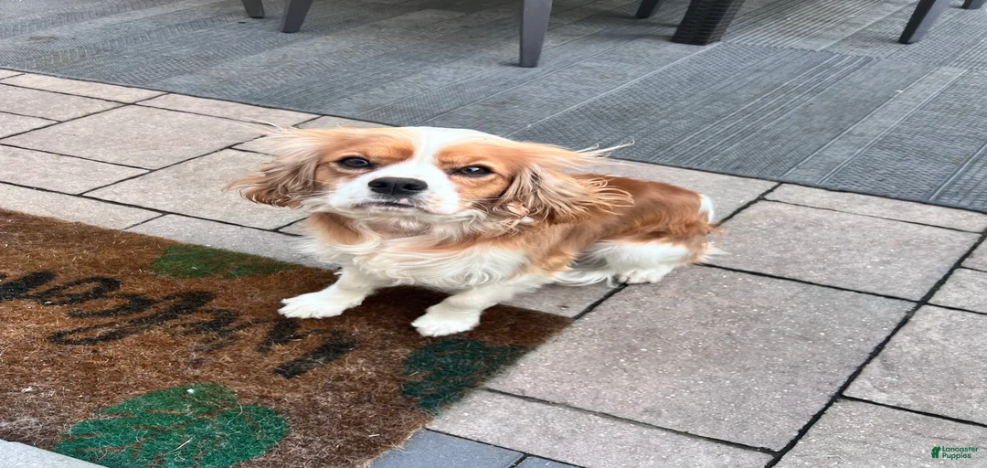 Gallery Image {{count}}