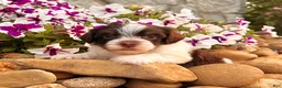 Havanese dogs for sale: Cooper - Ad 4
