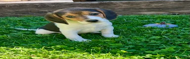 Bambi