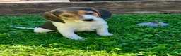 Beagle dogs for sale: Bambi - Ad 1