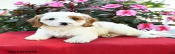 Cavapoo dogs for sale: Amy - Ad 3