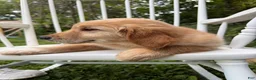 Golden Retriever dogs for sale: Duke - Ad 17