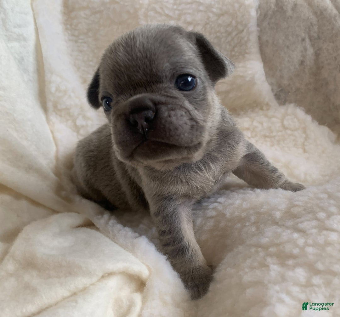 French Bulldog dogs for sale: Ivy - Ad 2