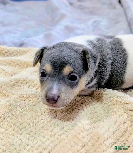 Rat Terrier dogs Freddy - Mini Rat - Ad 1