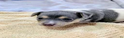 Rat Terrier dogs for sale: Freddy - Mini Rat - Ad 1