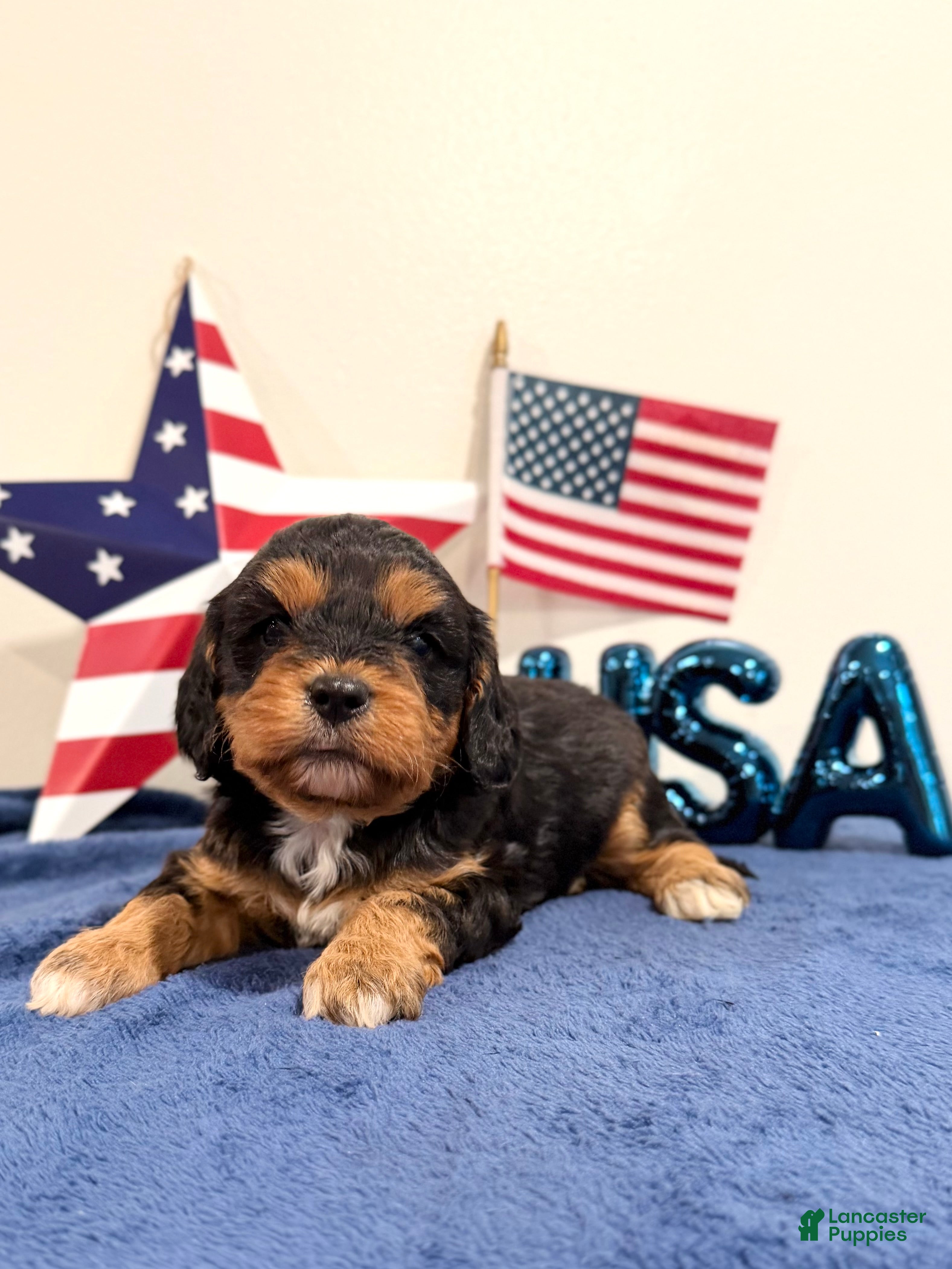Cavapoo dogs Freedom - Ad 2