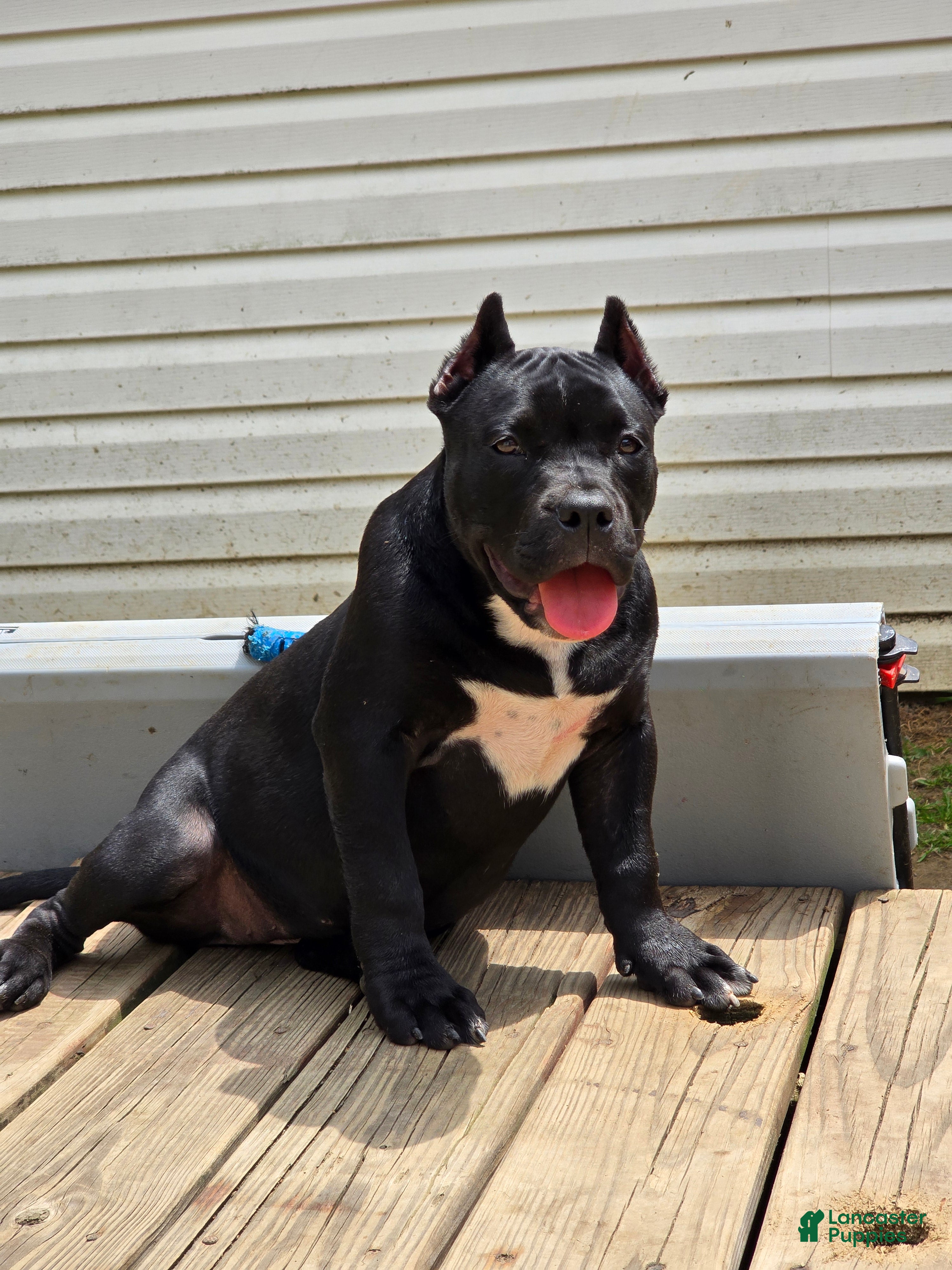 American Bully dogs Suki - Ad 2