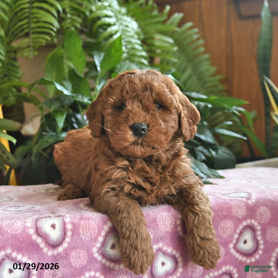 Mini Goldendoodle dogs for sale: Frosty  - Ad 3