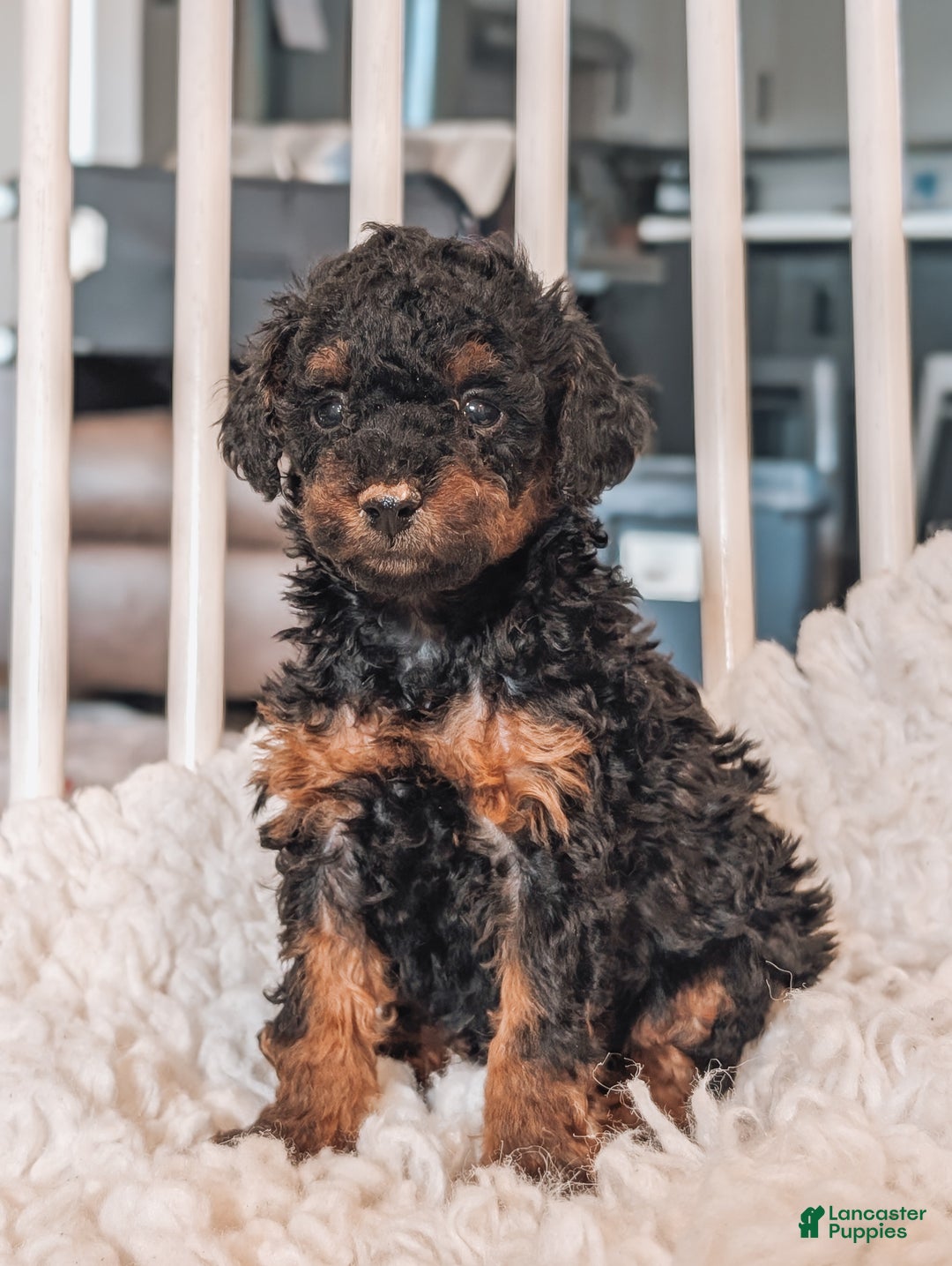 Toy Poodle dogs for sale: Buddy - Ad 4