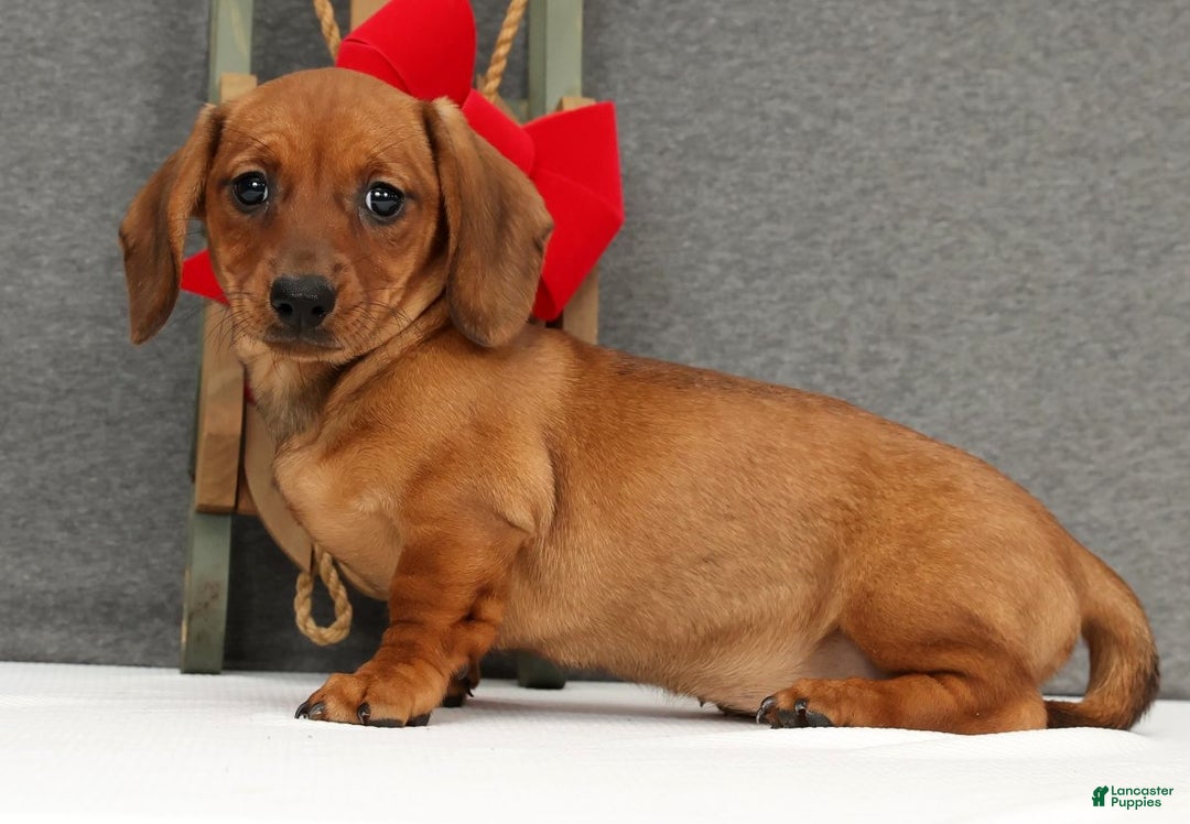 Miniature Dachshund dogs for sale: Gigi - Ad 1