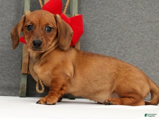 Miniature Dachshund dogs Gigi - Ad 9