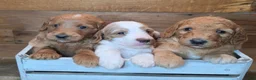 Mini Goldendoodle dogs for sale: Mini Goldendoodle 3 "Maple" pending  - Ad 28