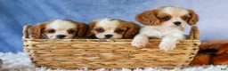 Cavalier King Charles Spaniel dogs for sale:  Nova🎀 - Ad 23