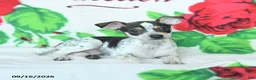 Mixed Breed dogs for sale: Hickory - Ad 3