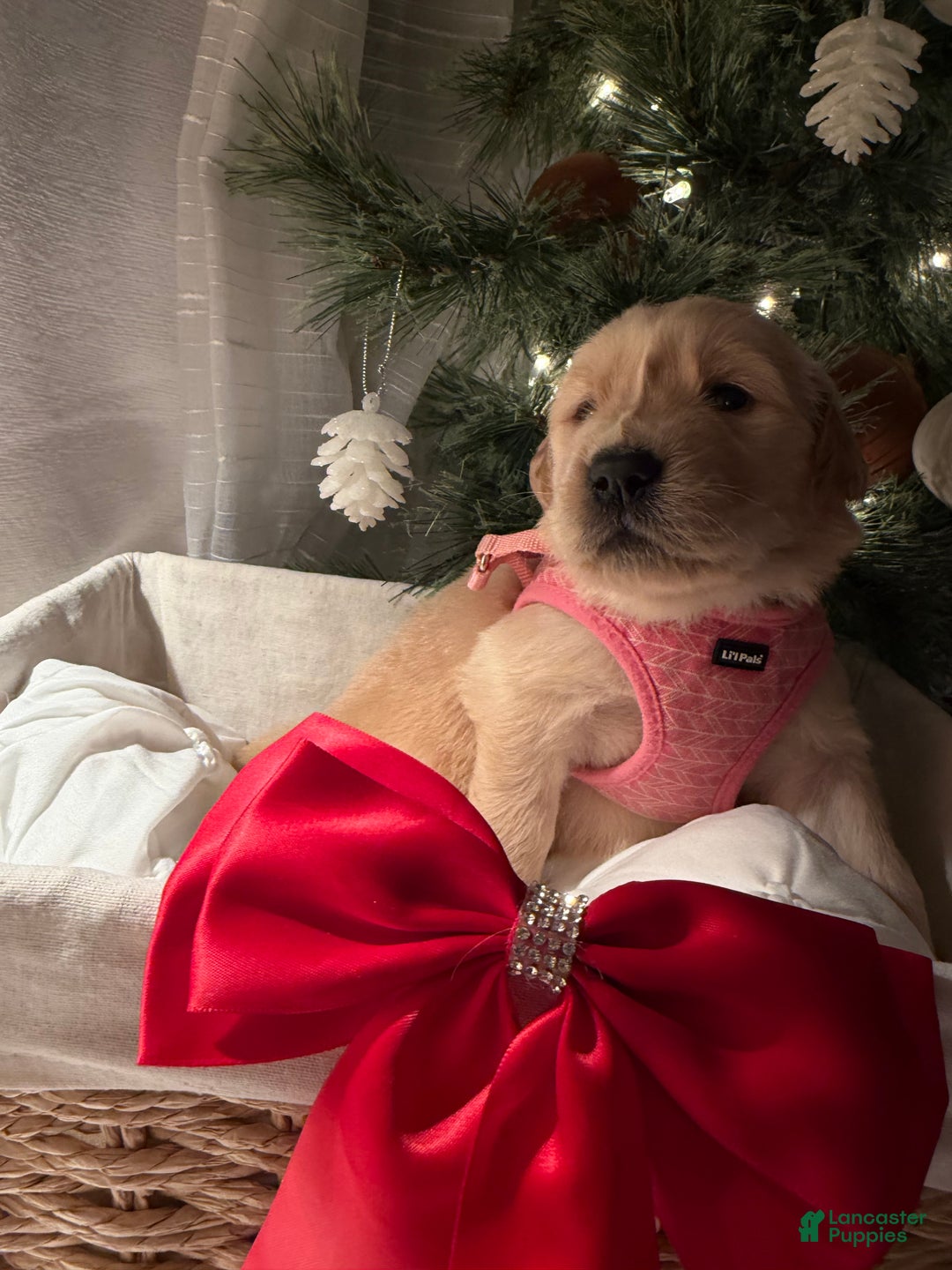 Golden Retriever dogs for sale: Lady - Ad 1