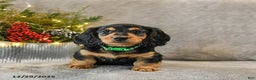 Dachshund dogs for sale: Tucker - Ad 2