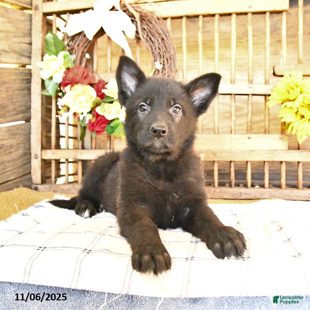 Mixed Breed dogs for sale: Oden - Ad 4