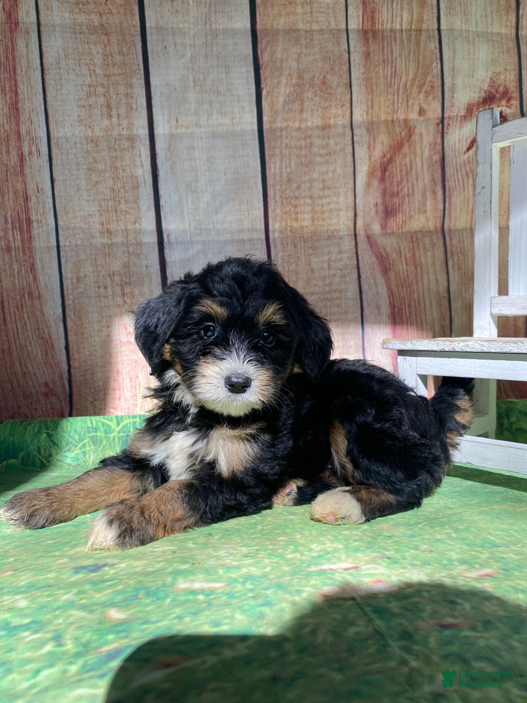 Mini Bernedoodle dogs for sale: Moon - Ad 6