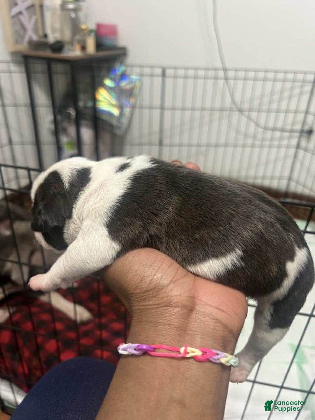 American Bully dogs for sale: Oreo - Ad 3