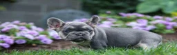 French Bulldog dogs for sale:  Flora Jane 🩷 - Ad 11