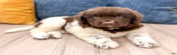 Newfoundland dogs for sale: Jenny - Ad 4