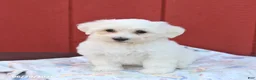 Maltese dogs for sale: Norman - Ad 4