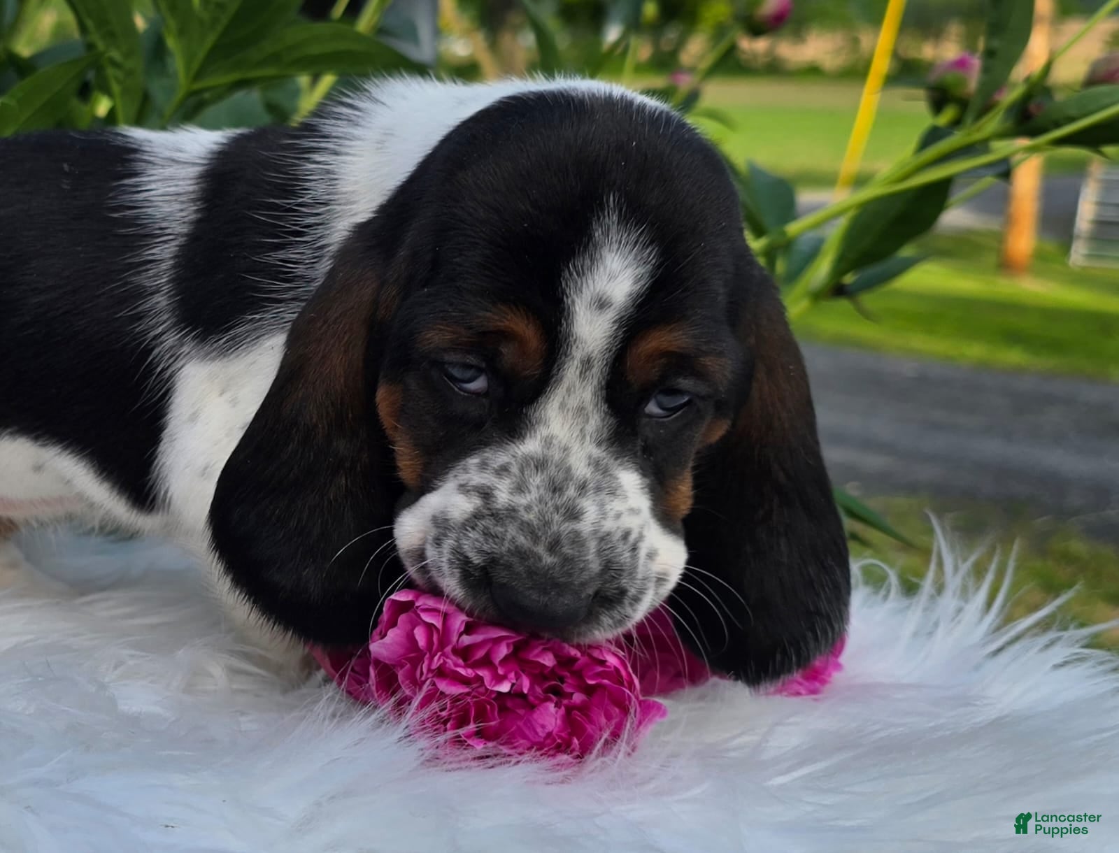 Basset Hound dogs for sale: Bettie - Ad 4
