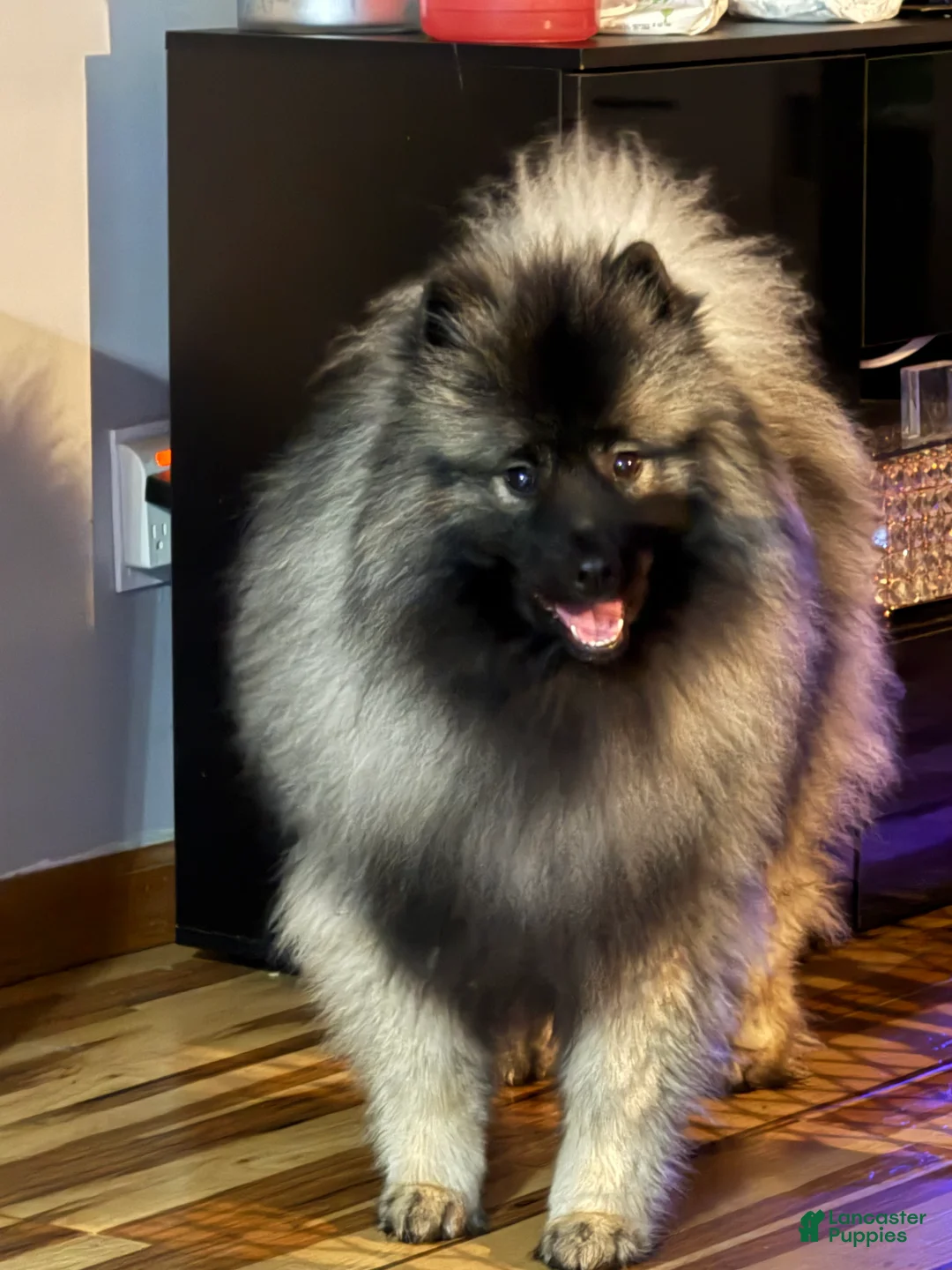 Keeshond dogs for sale: Keeshond Puppy 2 - Ad 2