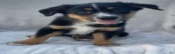 Mixed Breed dogs for sale: Chippy - Ad 4