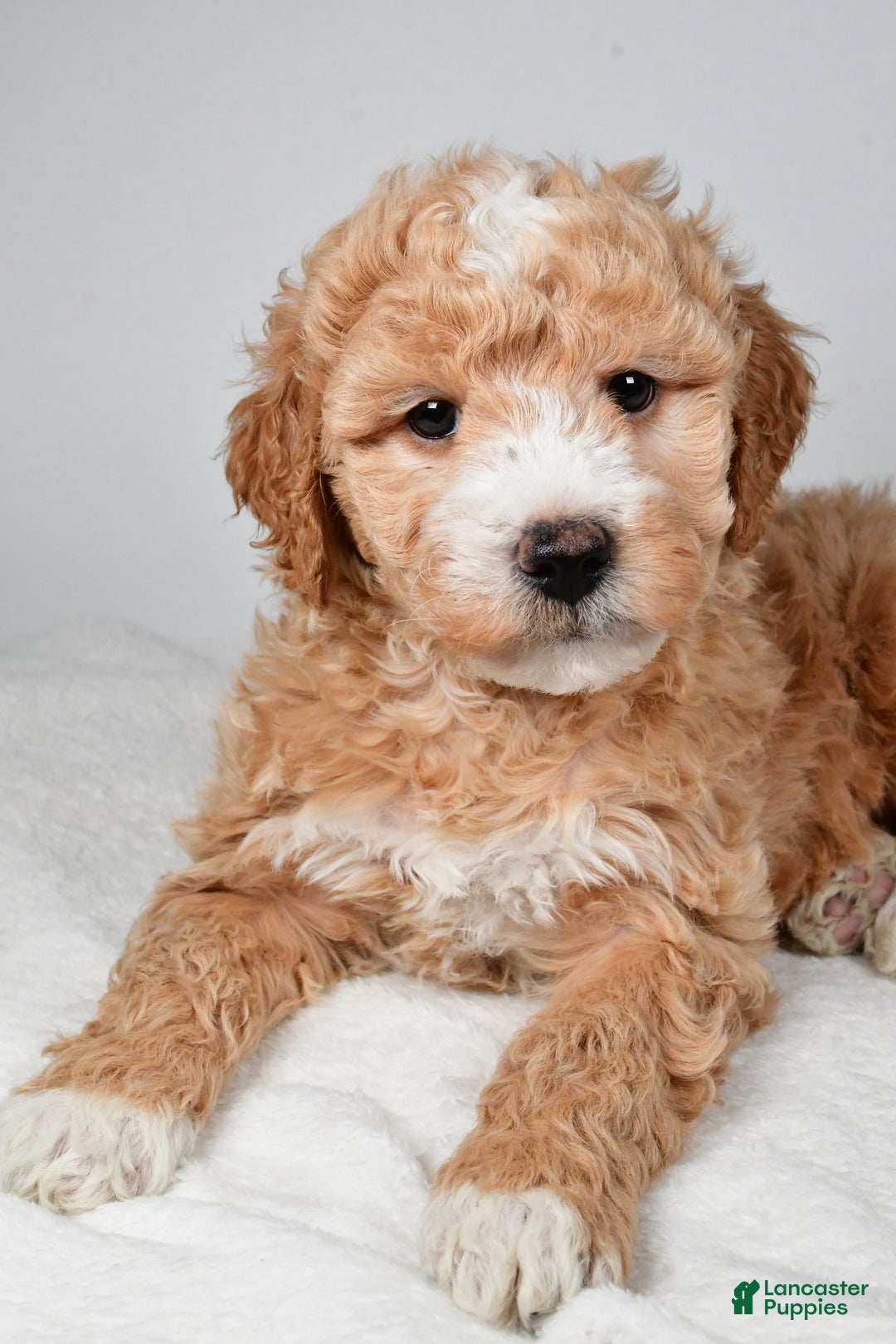 Mini Goldendoodle dogs for sale: Rudolph - Ad 5
