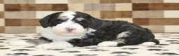 Mini Bernedoodle dogs for sale: Bandit - Ad 3