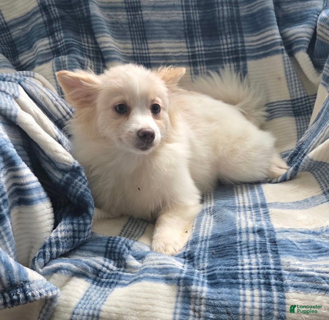 Pomeranian dogs for sale: Snow Bunny - Ad 2
