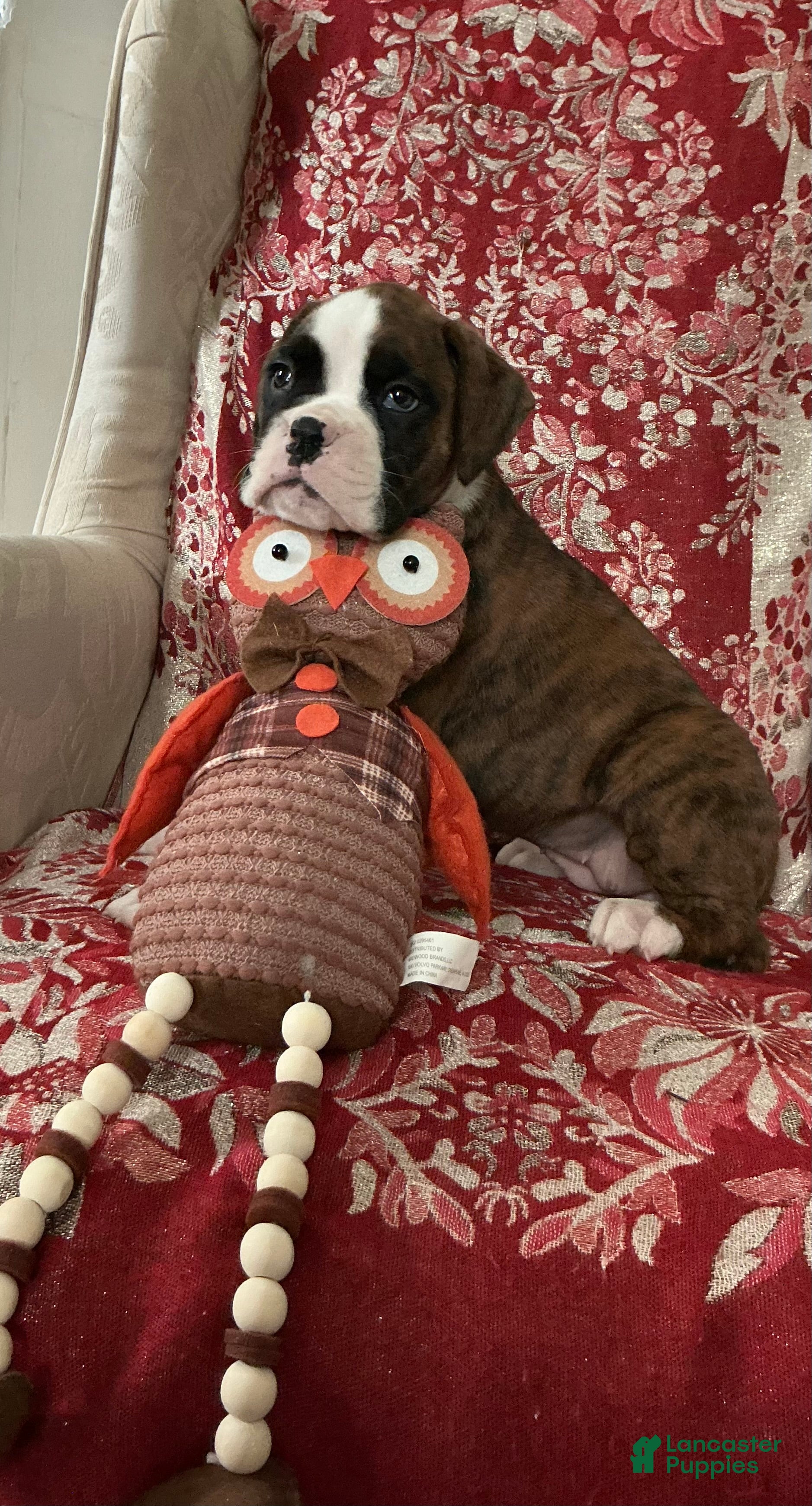 Boxer dogs DUSSEL  - Ad 2