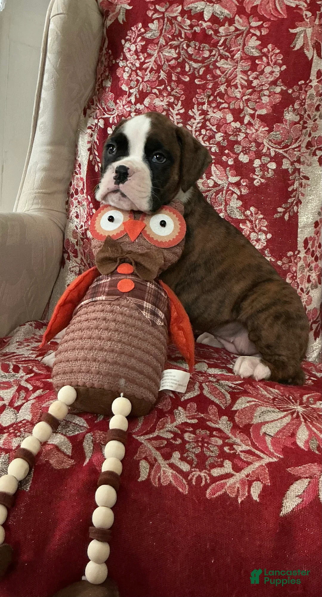 Boxer dogs for sale: DUSSEL  - Ad 2
