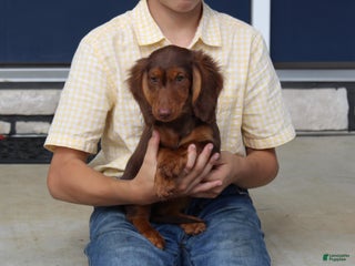 Miniature Dachshund dogs - Ad 31