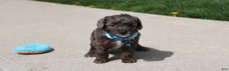Miniature Poodle dogs for sale: Archie  - Ad 4