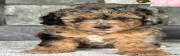 Mini Goldendoodle dogs for sale: Bourbon Mini Goldendoodle Puppy  - Ad 4