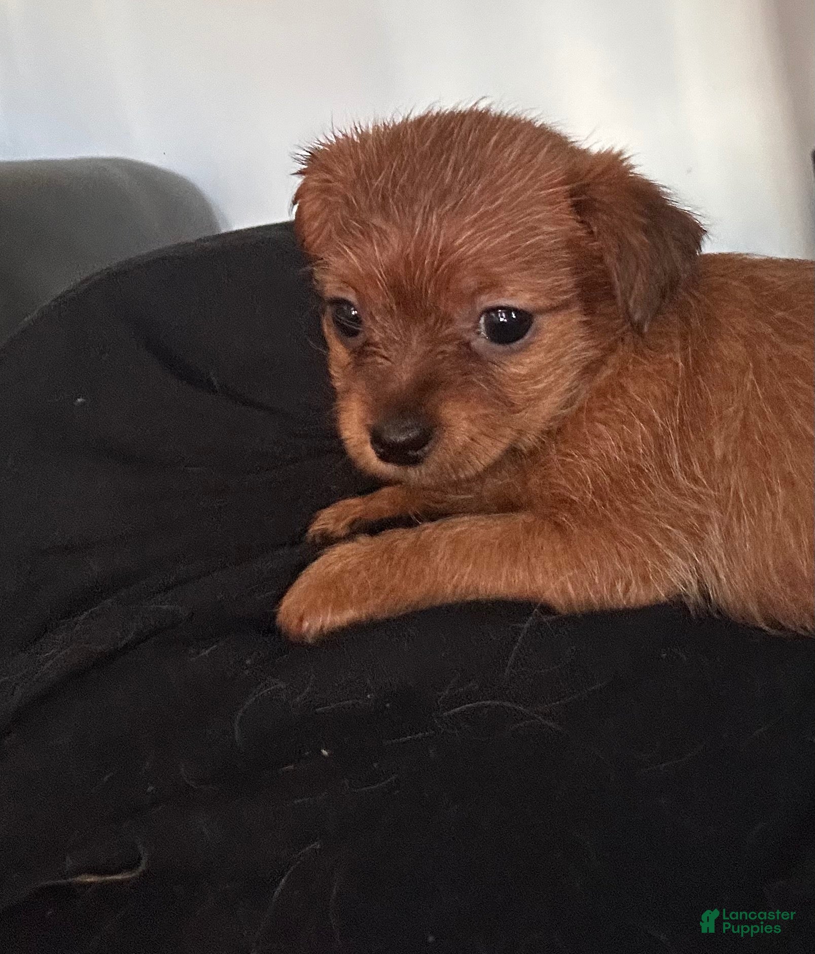 Mixed Breed dogs for sale: Honey - Ad 39
