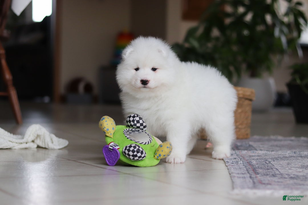 Samoyed dogs for sale: Beth - Ad 13