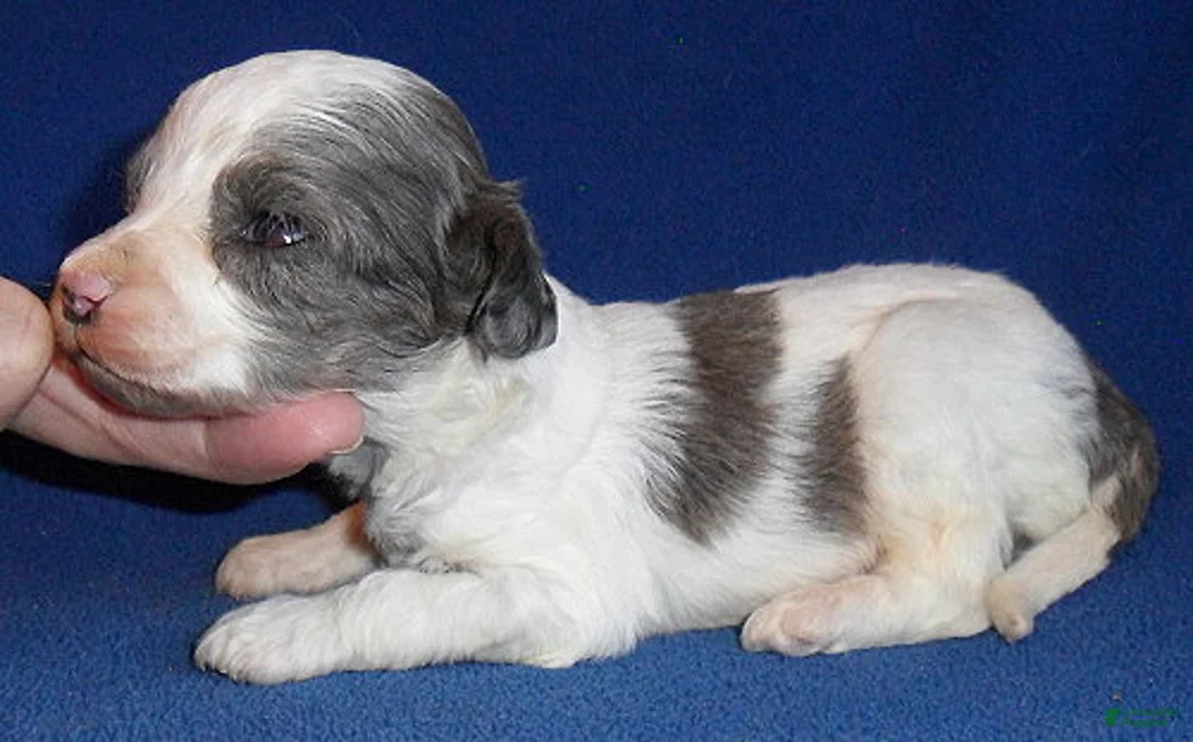 Cockapoo dogs for sale: Ringo - Ad 3