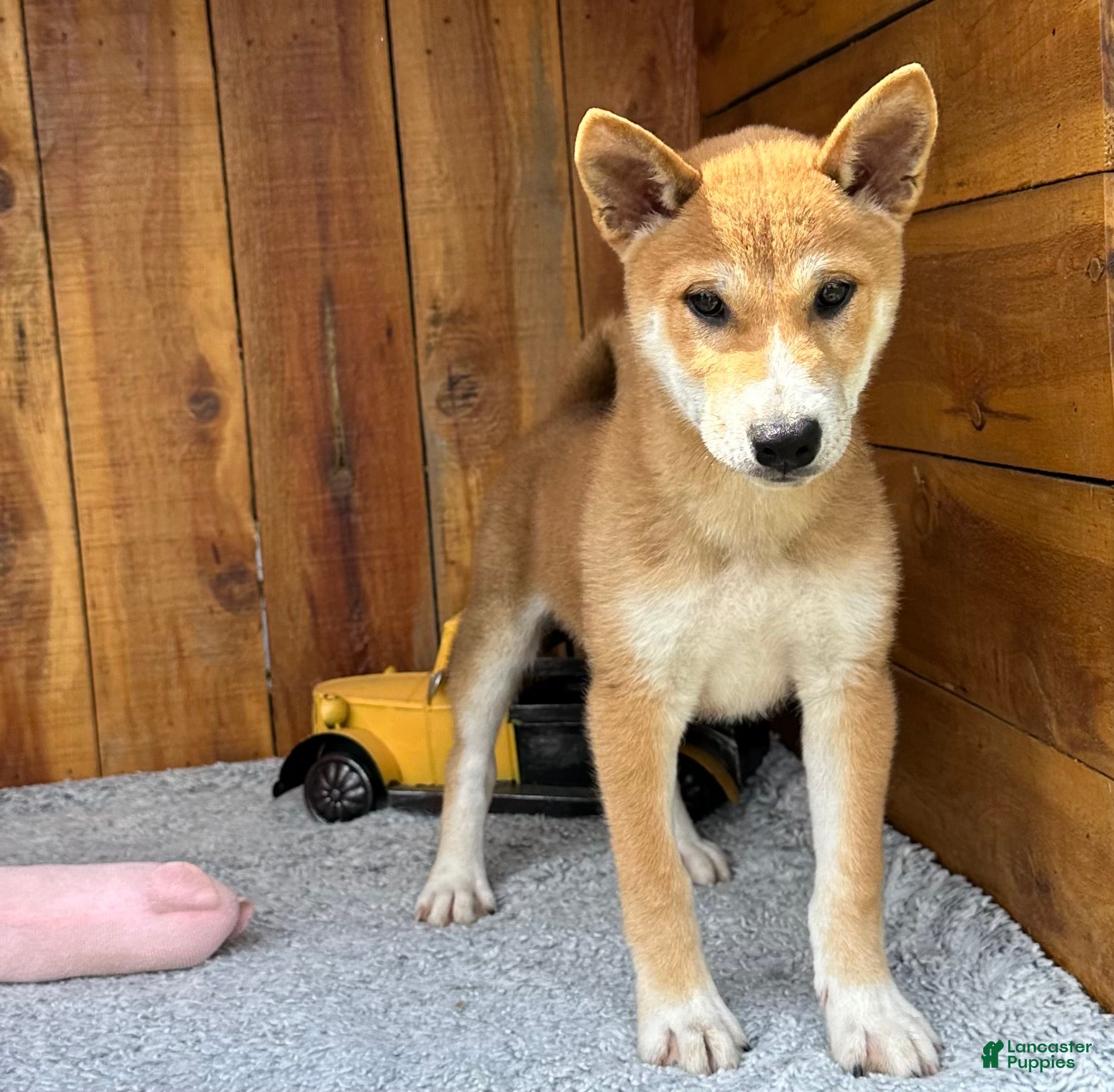 Shiba Inu dogs Shiba Inu Puppy 4 - Ad 2