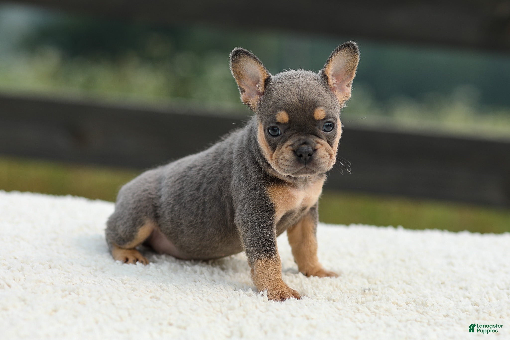French Bulldog dogs Ivy - Ad 1