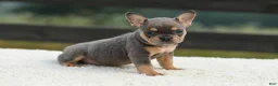 French Bulldog dogs for sale: Ivy - Ad 1
