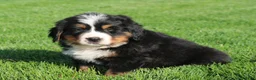 Bernese Mountain Dog dogs for sale: Cato - Ad 1